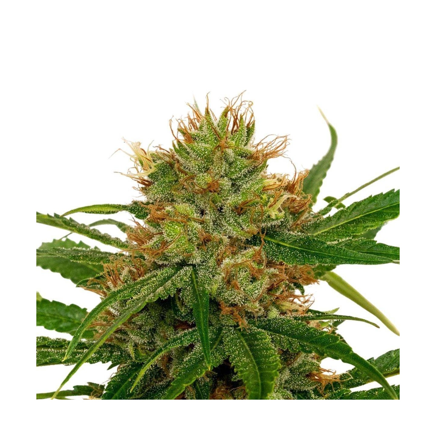 FenoQueen CBD