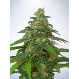 FenoSwiss CBD