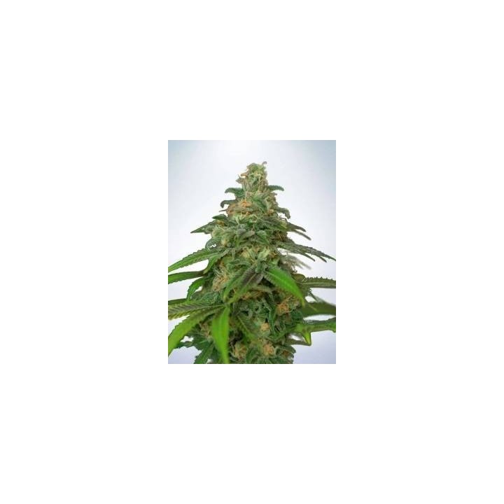FenoSwiss CBD