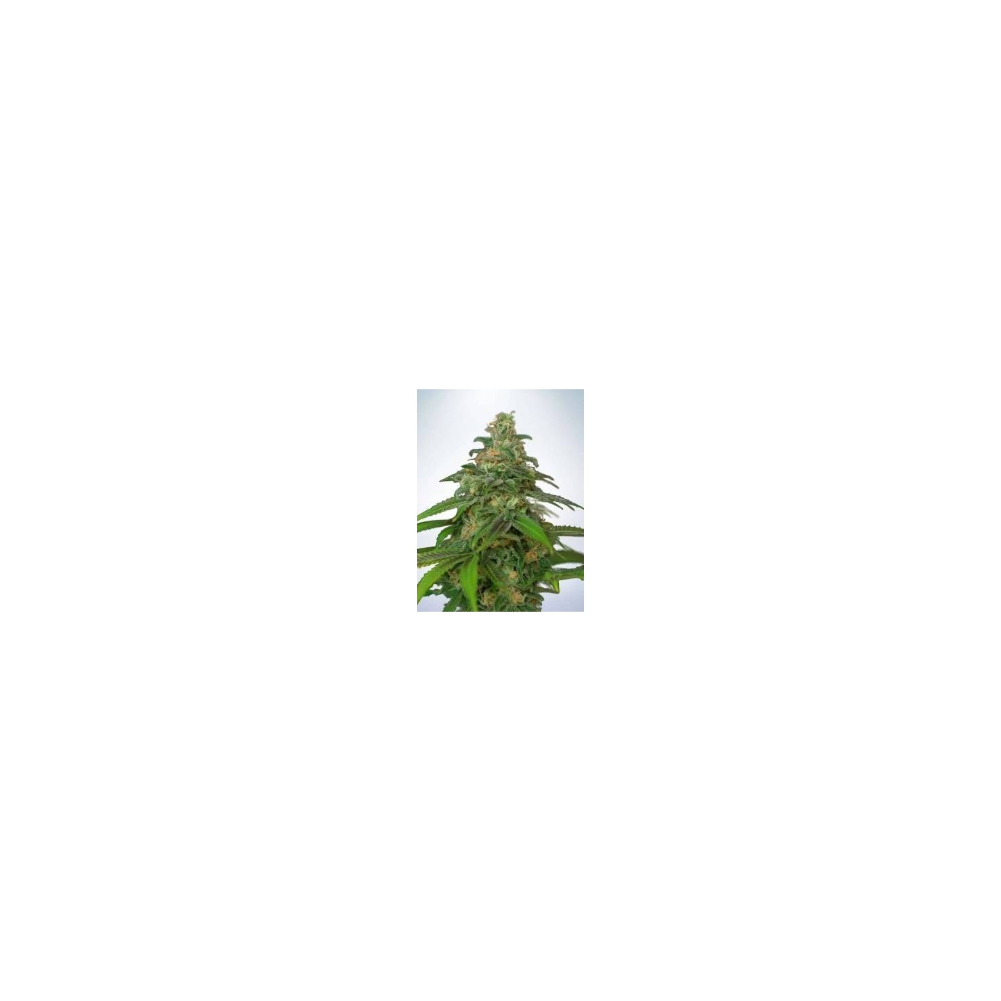FenoSwiss CBD