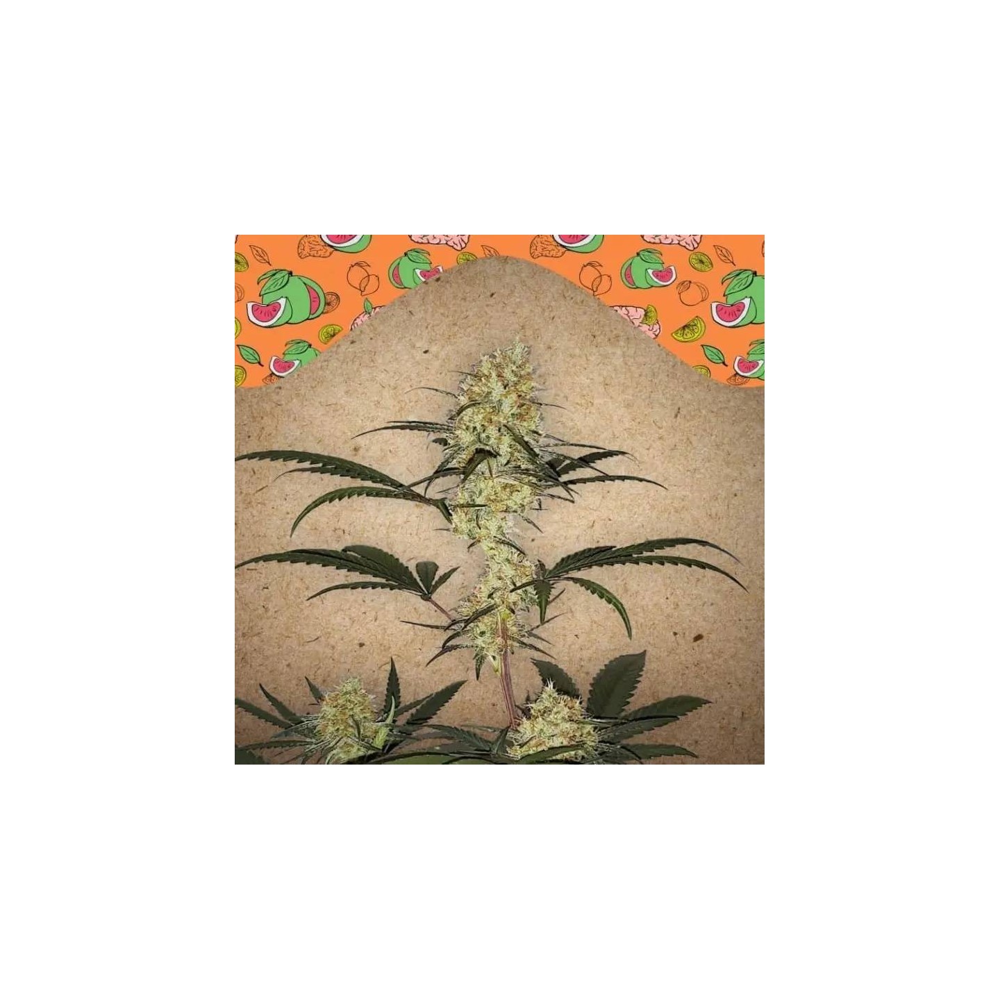 Grape Amnesia