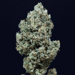 Critical + 2.0 Auto