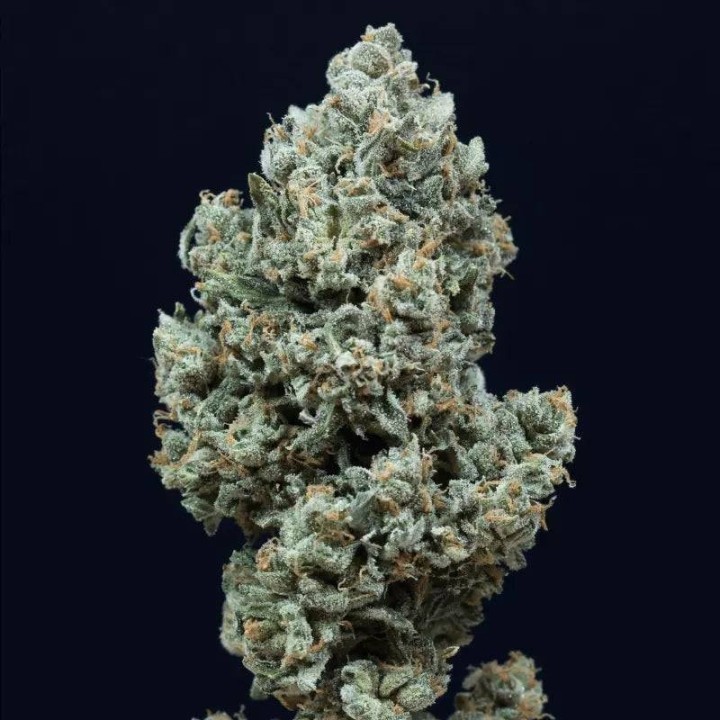 Critical + 2.0 Auto