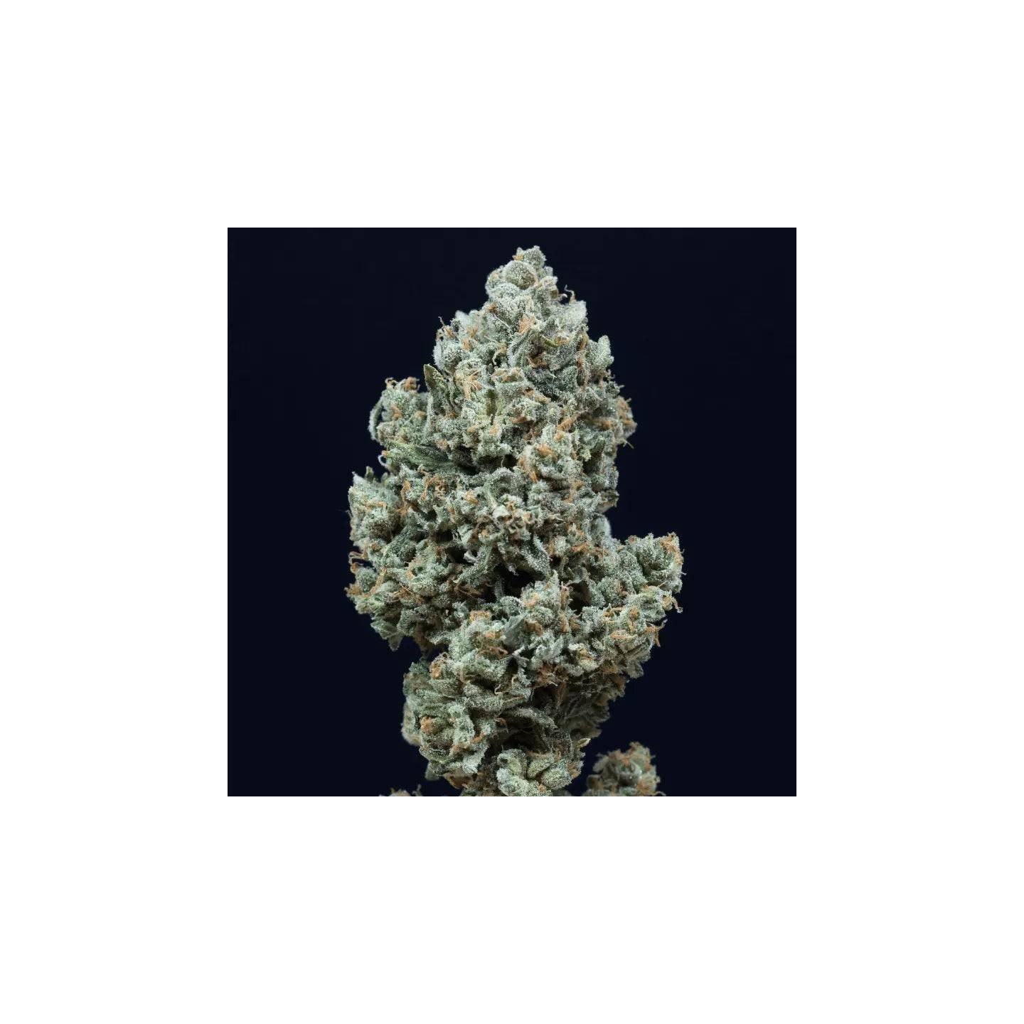 Critical + 2.0 Auto