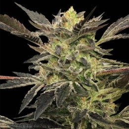 Pink Sunset Auto