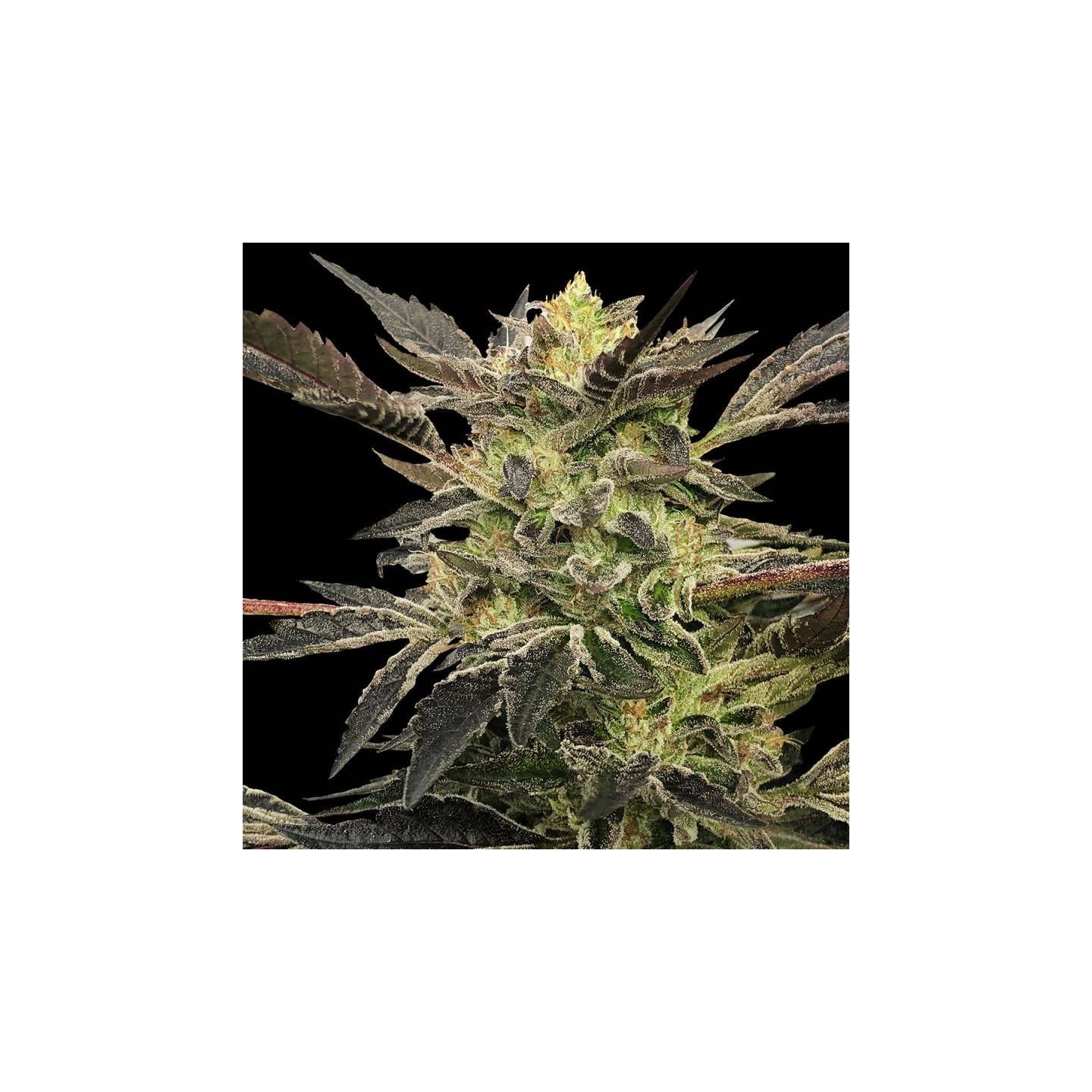 Pink Sunset Auto