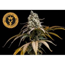Cherry Crush Fem World Breeders