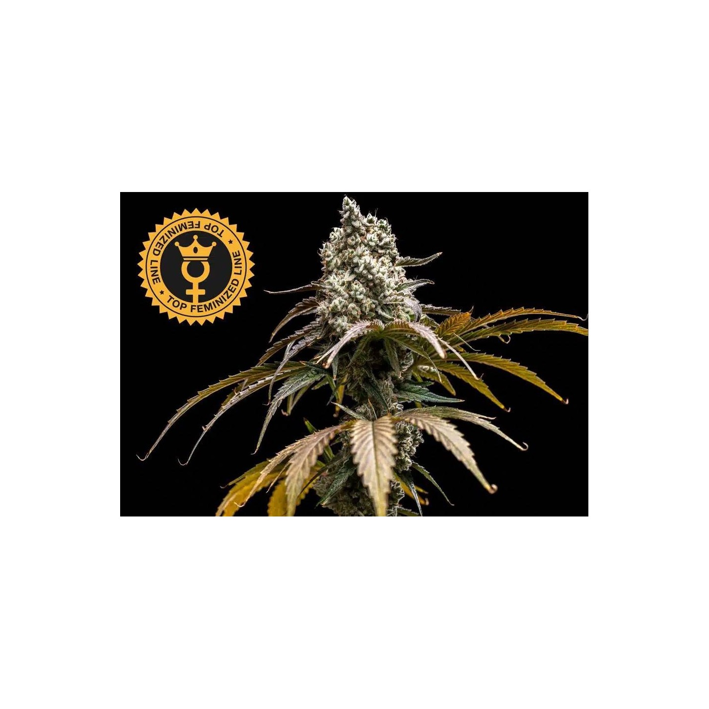 Cherry Crush Fem World Breeders