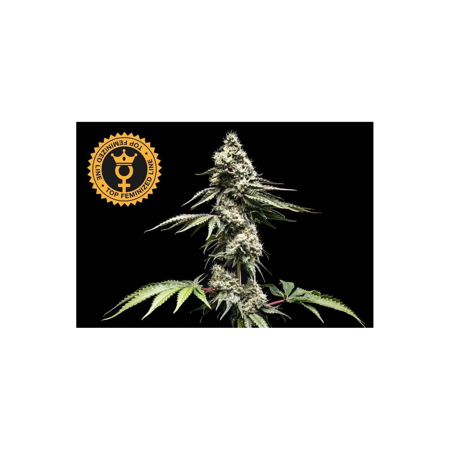 Clementine Slush Fem World Breeders
