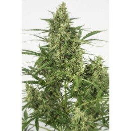 ▷ Comprar Critical + 2.0 Auto granel MG de  - MatillaPlant