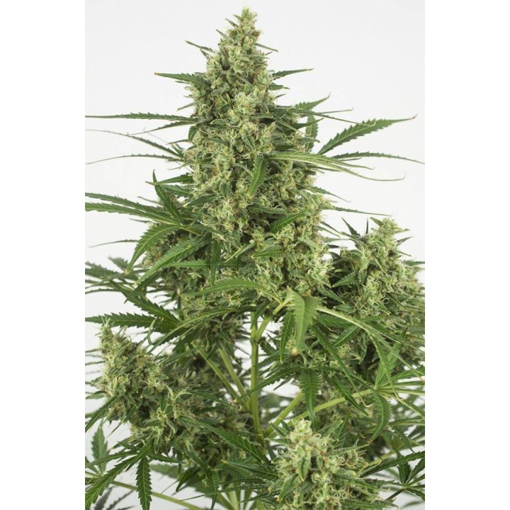 ▷ Comprar Critical + 2.0 Auto granel MG de  - MatillaPlant