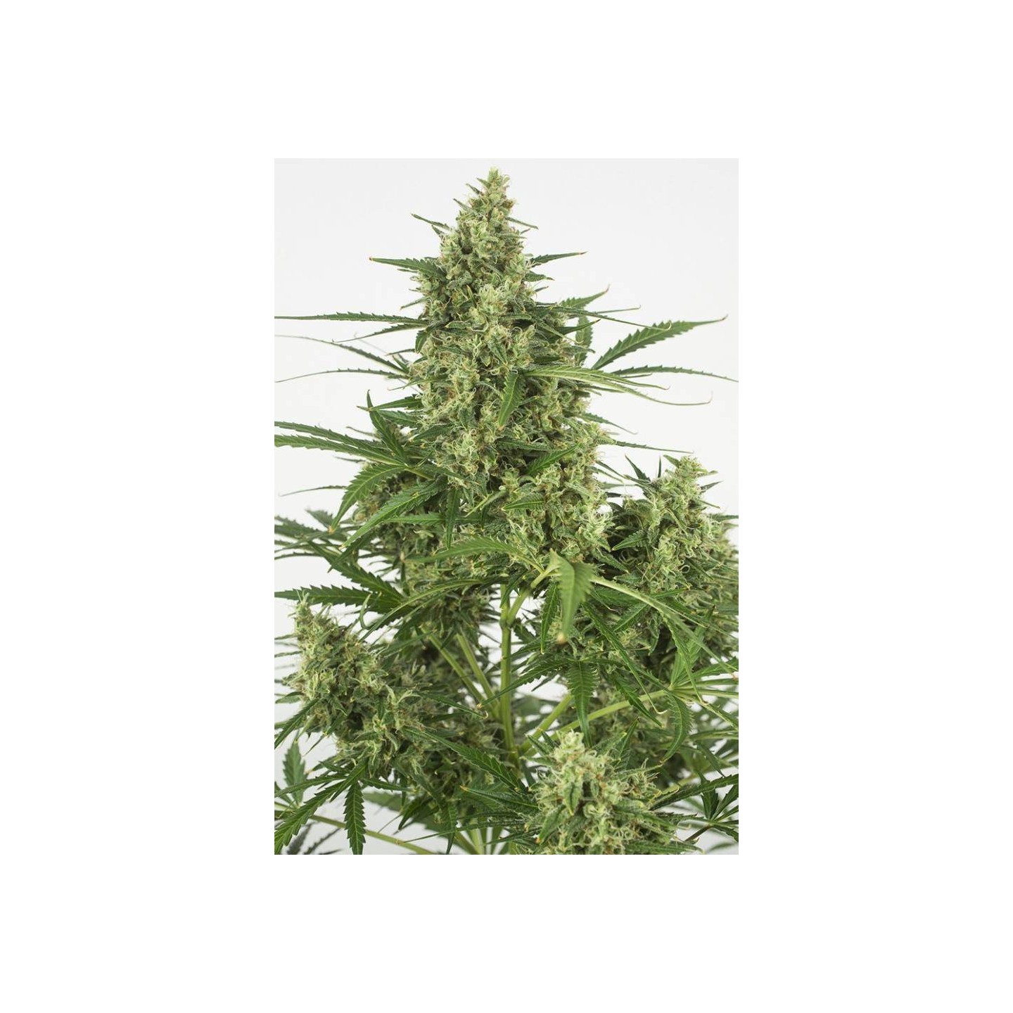 ▷ Comprar Critical + 2.0 Auto granel MG de  - MatillaPlant