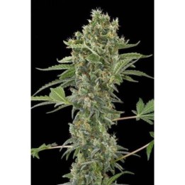 MOBY DICK AUTO