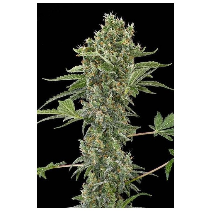 MOBY DICK AUTO
