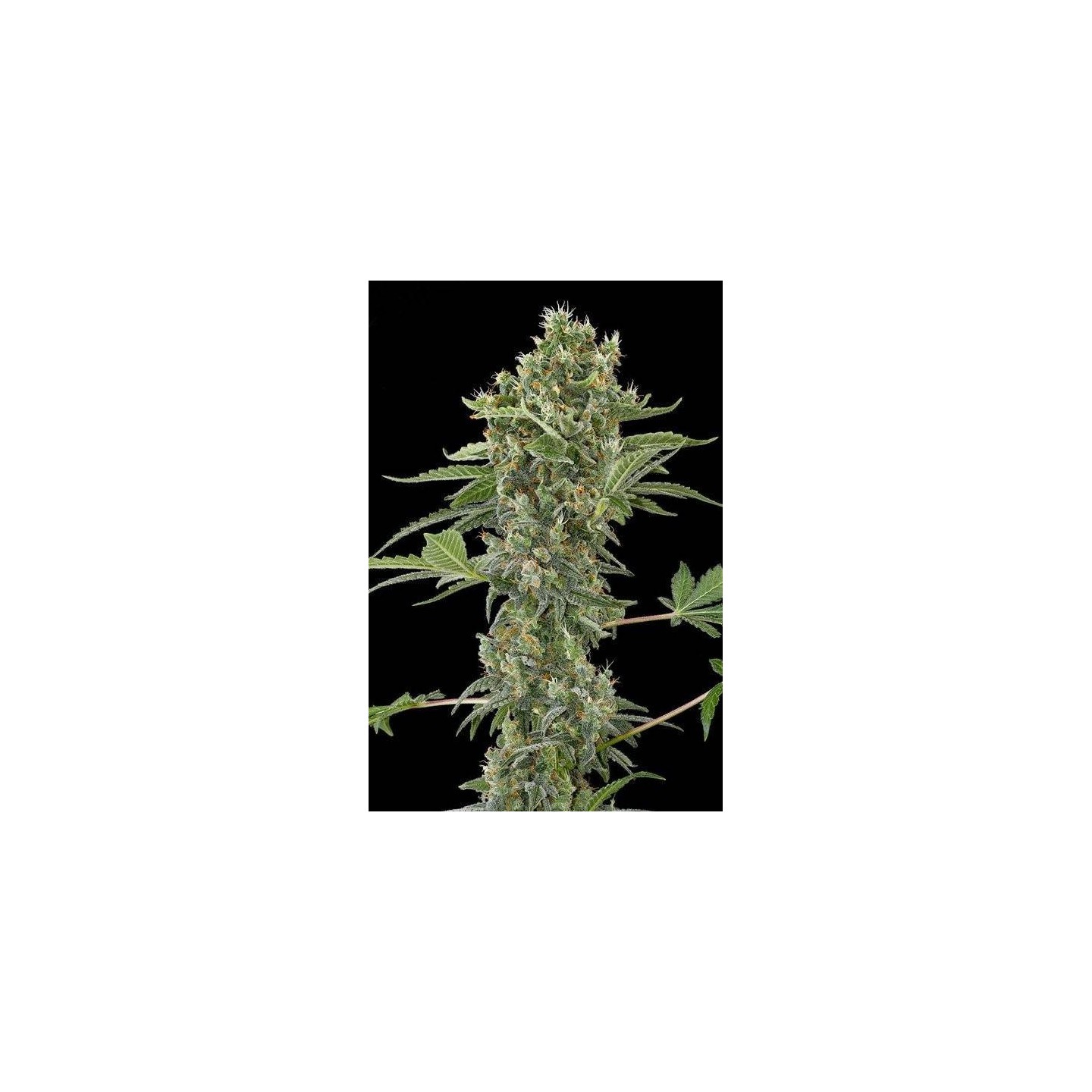 MOBY DICK AUTO