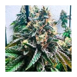 Auto Strawbilbo Banana
