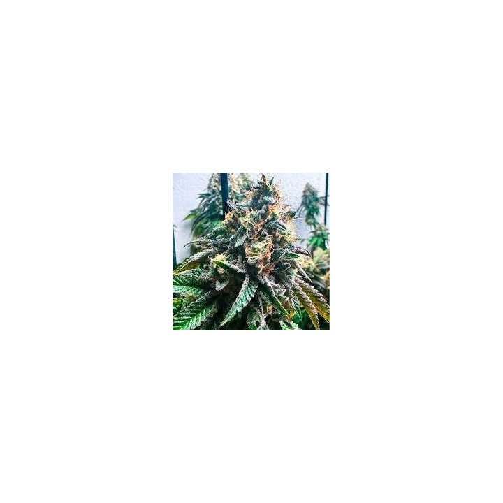 Auto Strawbilbo Banana