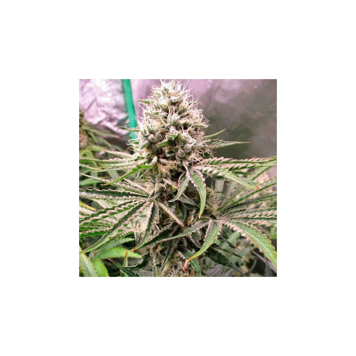 Amnesia Lemon