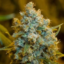 Critical Jack Fem
