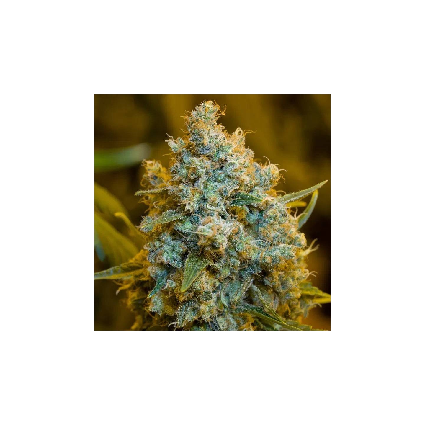 Critical Jack Fem