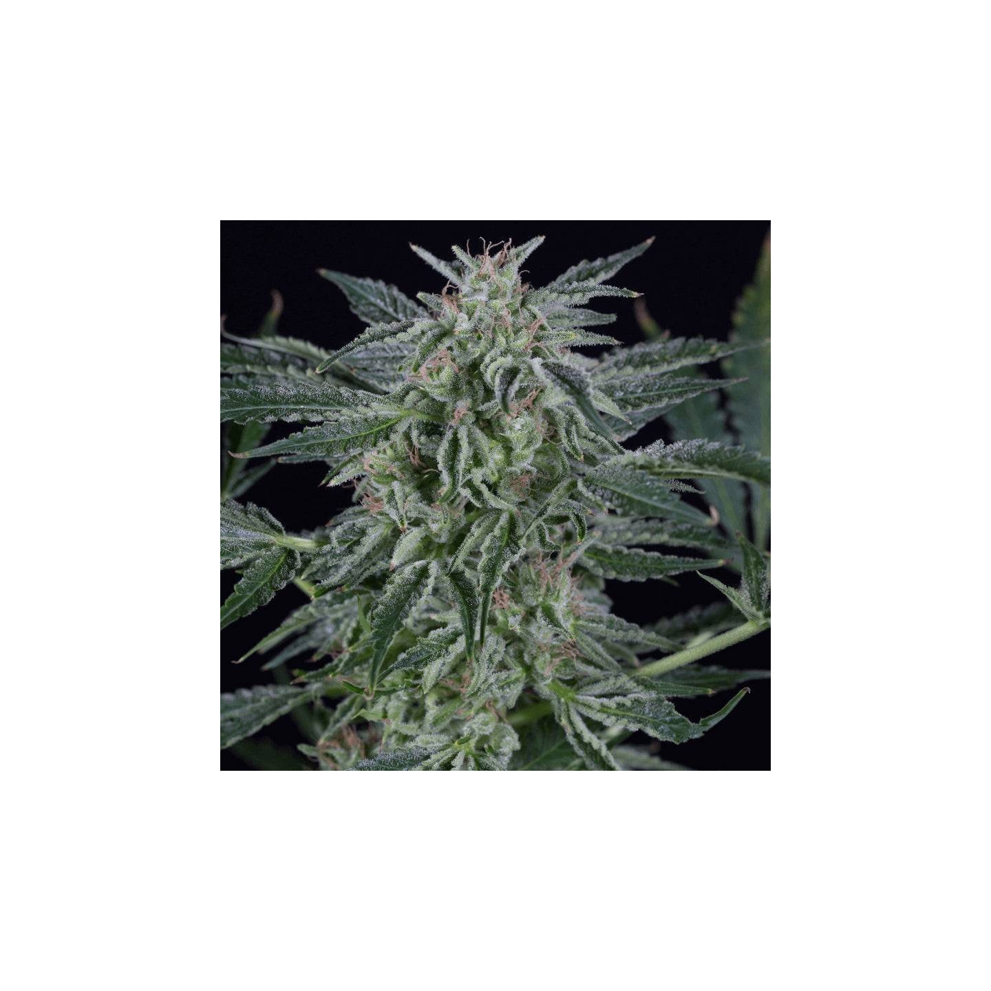 Critical Jack Auto