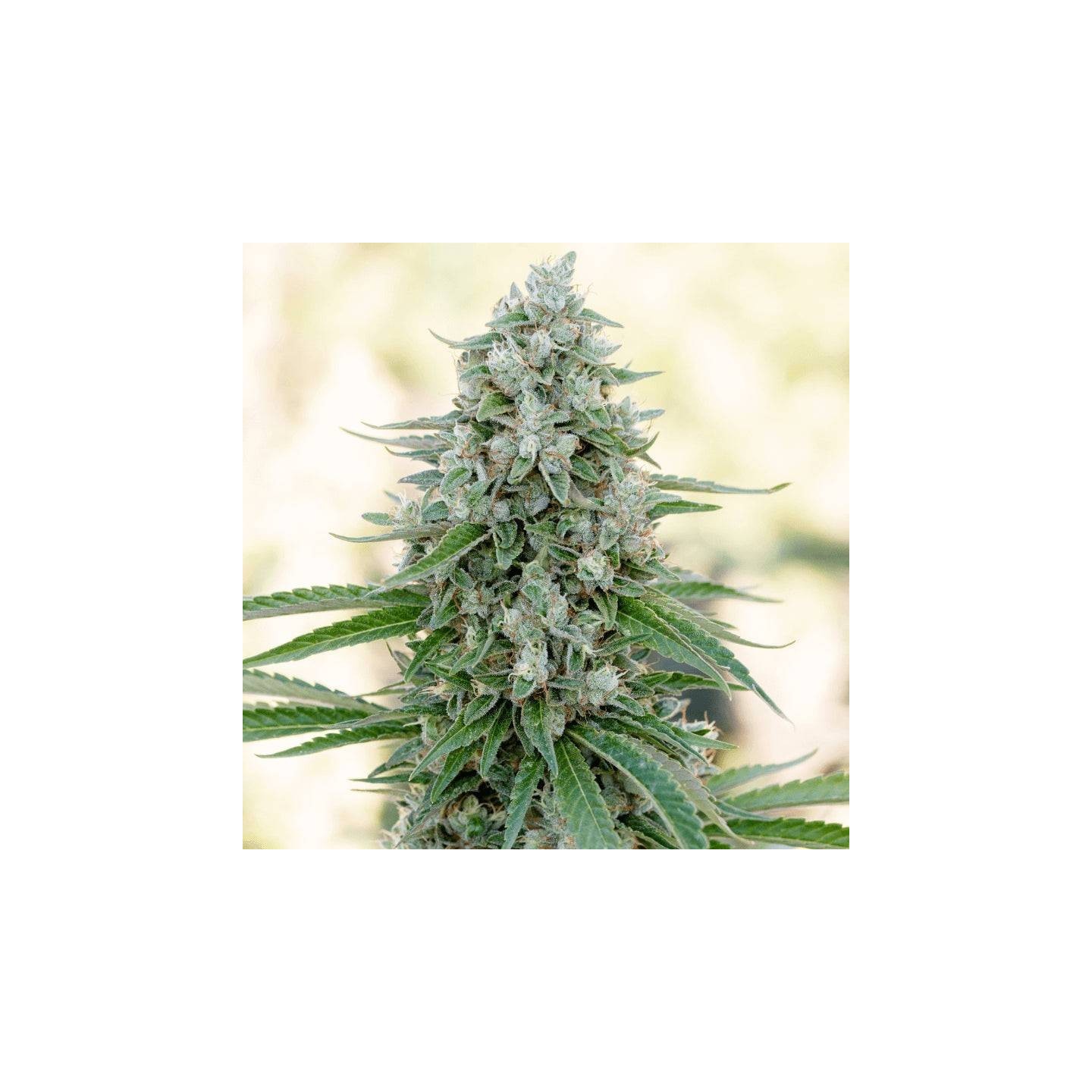 Critical Mango