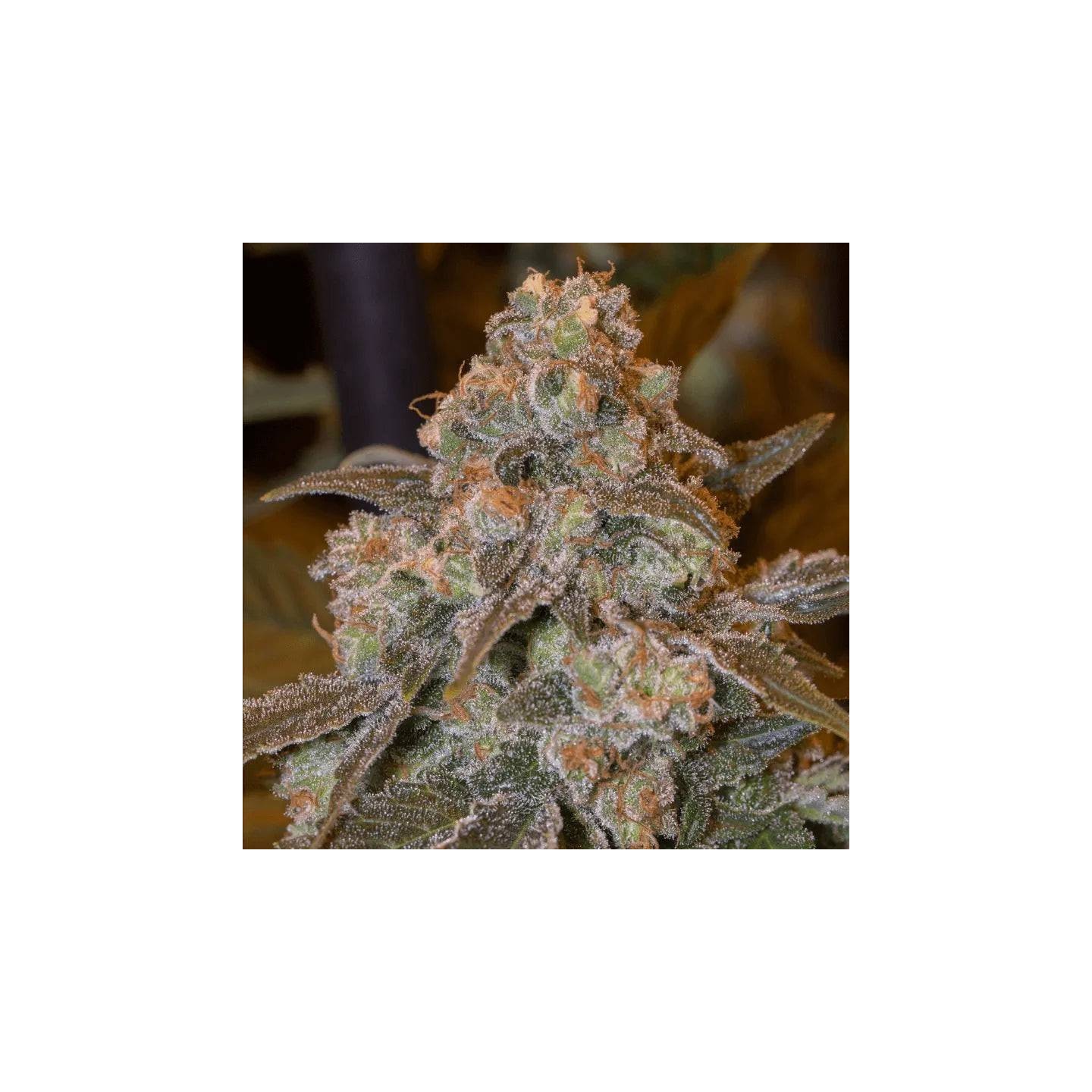 Gorilla Frost
