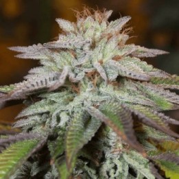 L.A. Vainilla Cake Auto