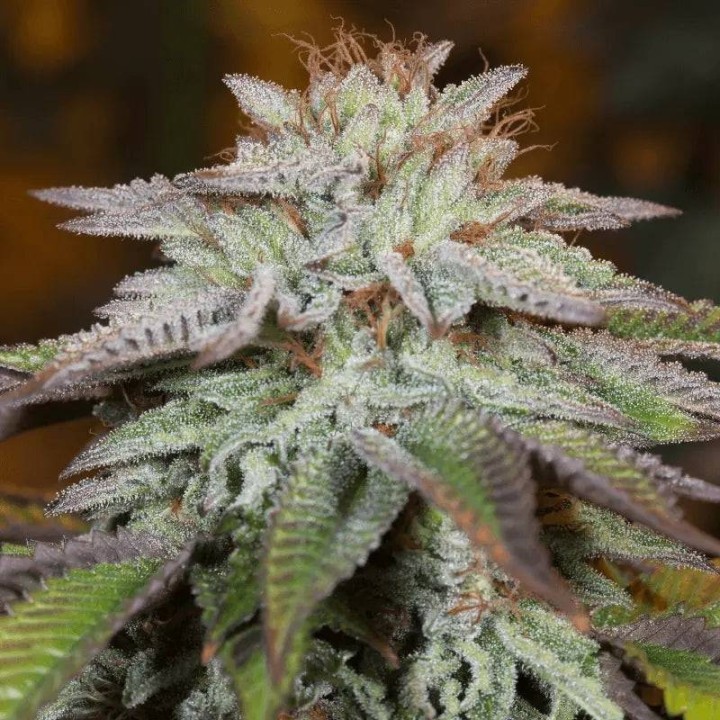 L.A. Vainilla Cake Auto