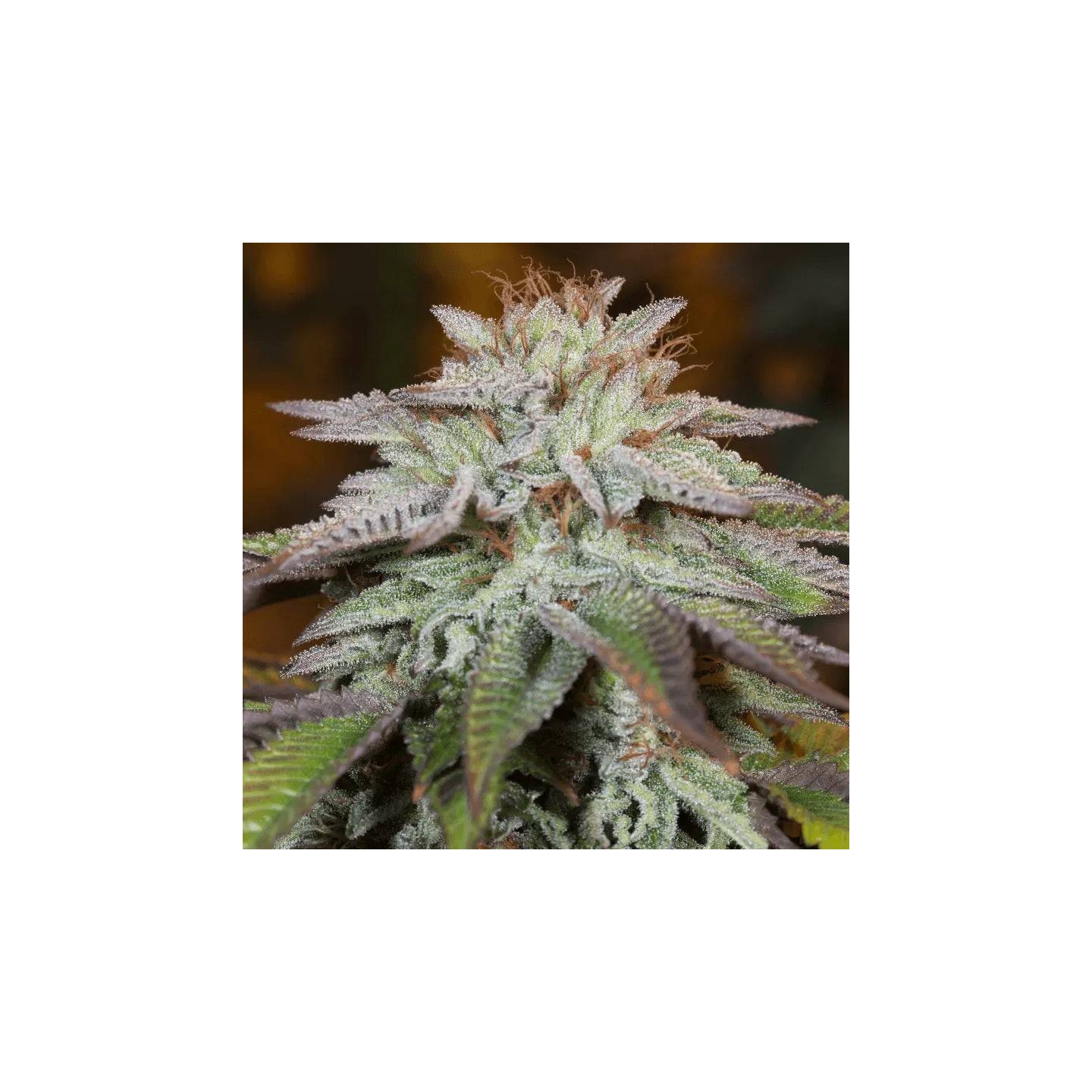L.A. Vainilla Cake Auto