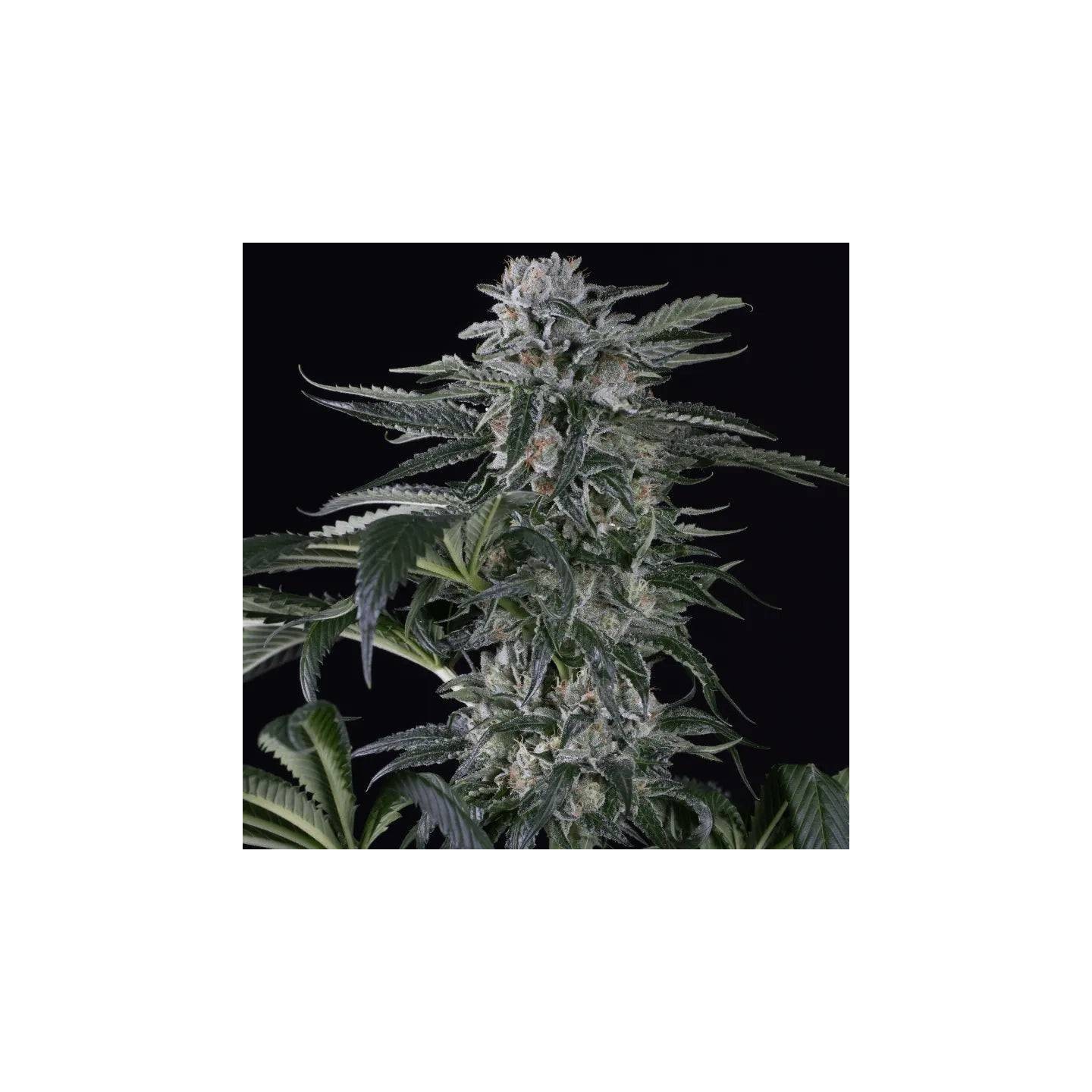 Moby Dick Auto