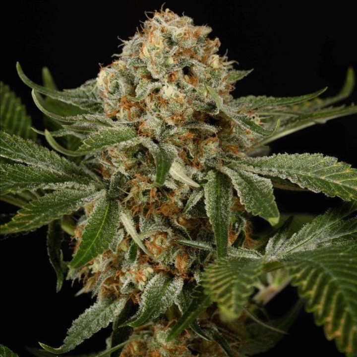 O.G. Kush