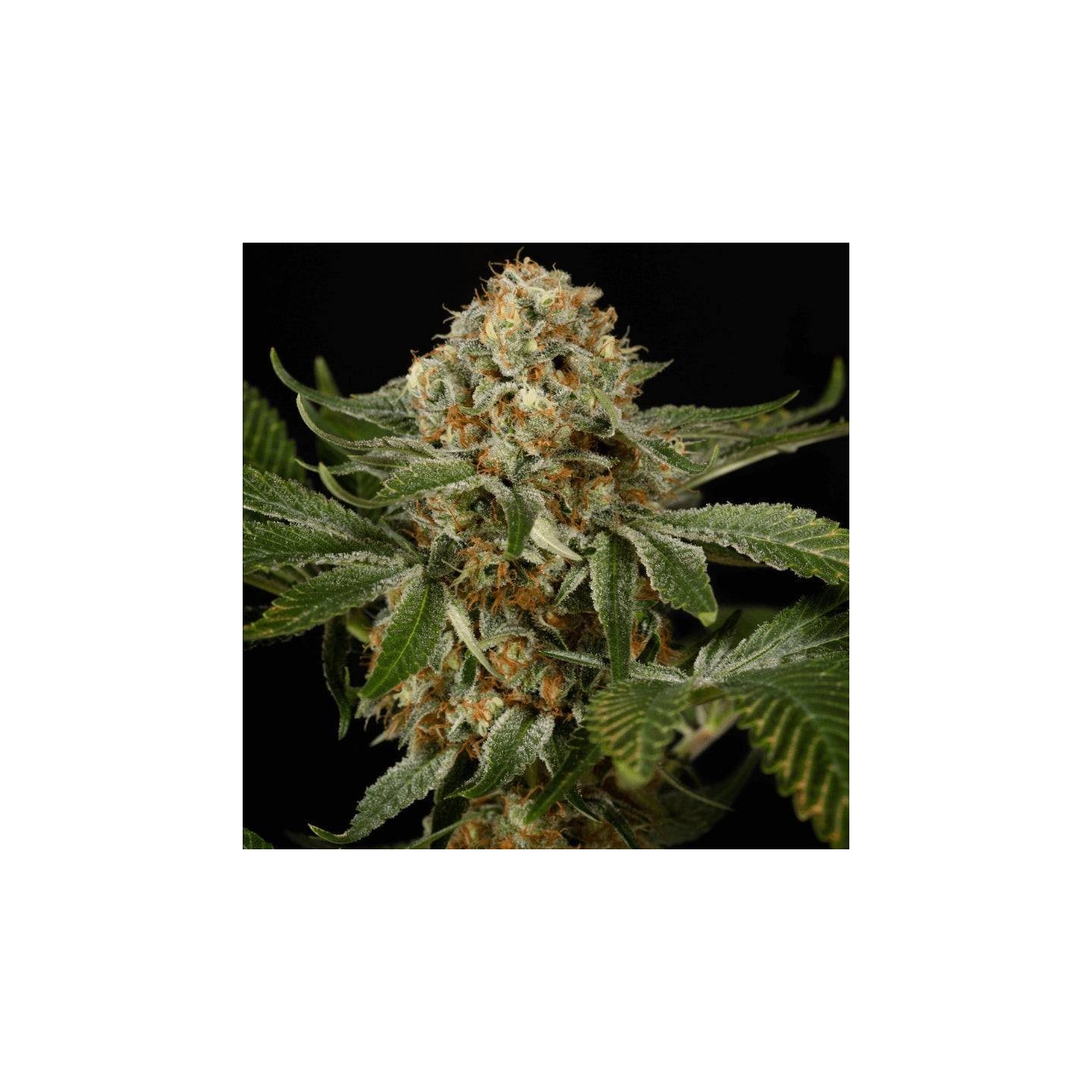 O.G. Kush
