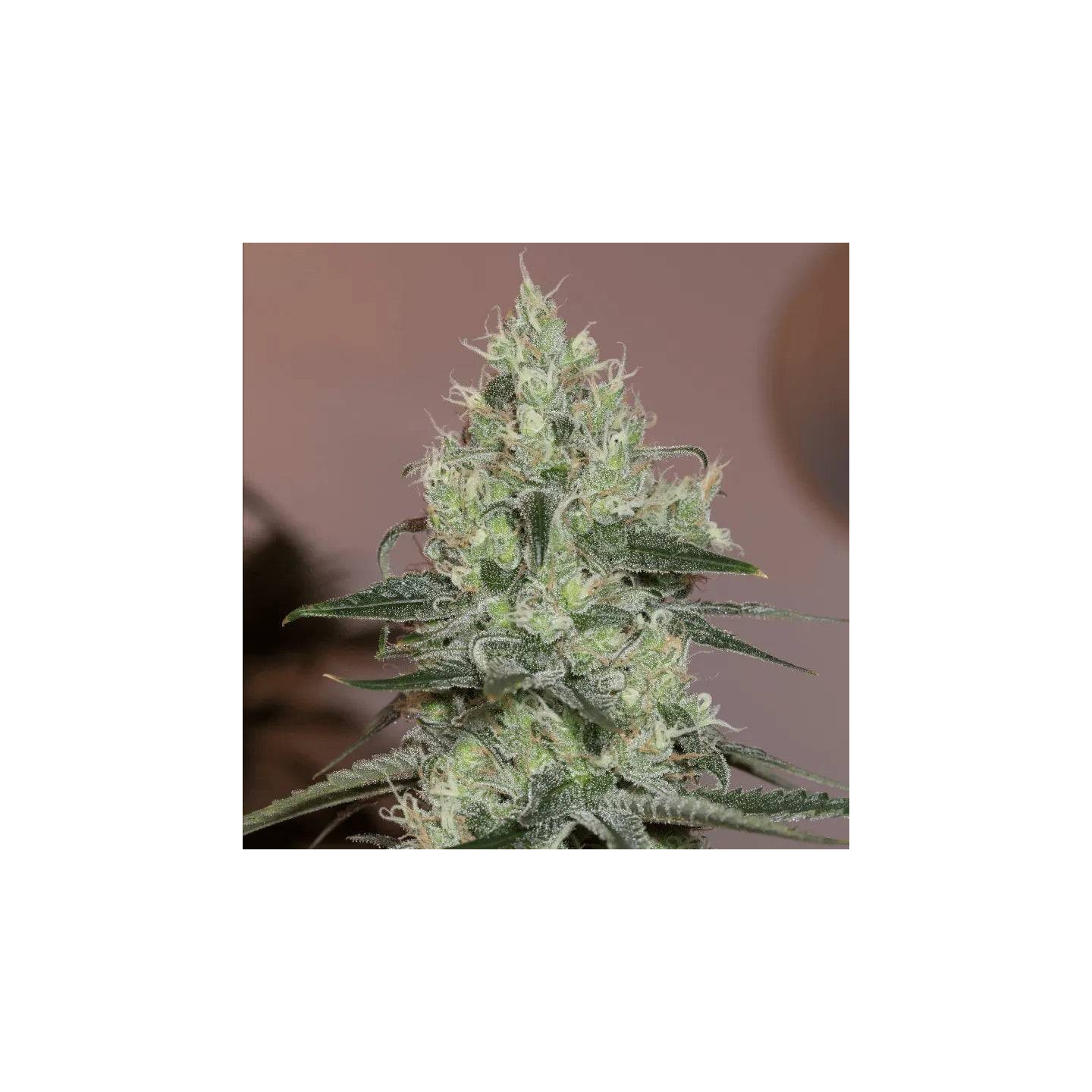 Original Amnesia