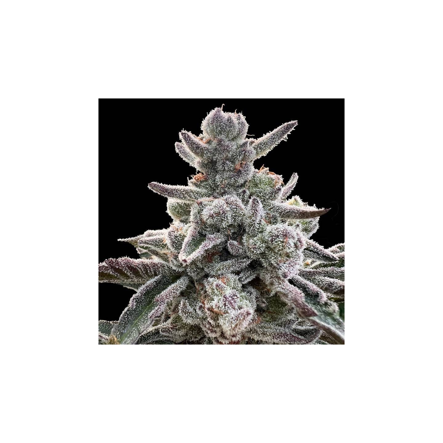 Polar Gelato