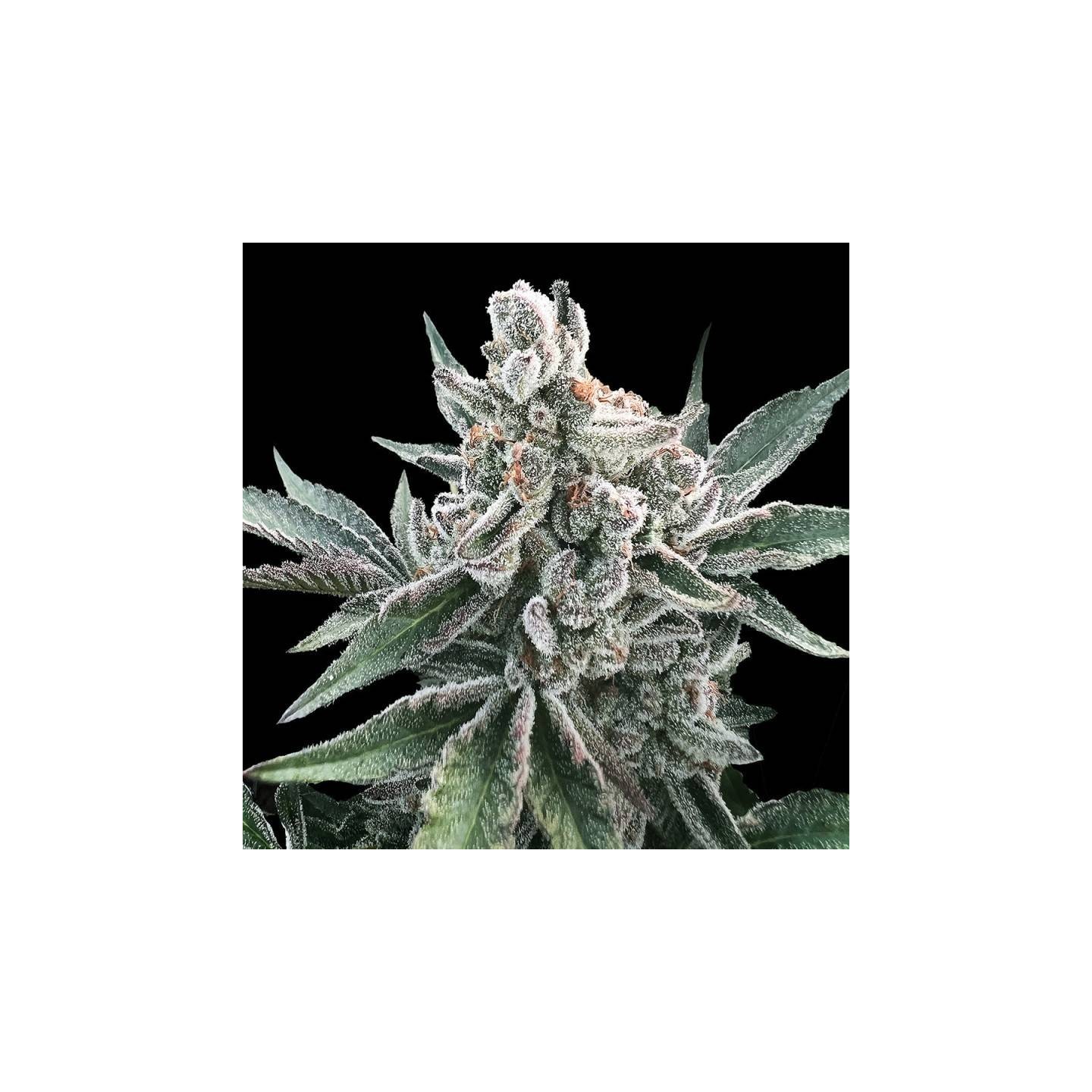 Polar Gelato Auto