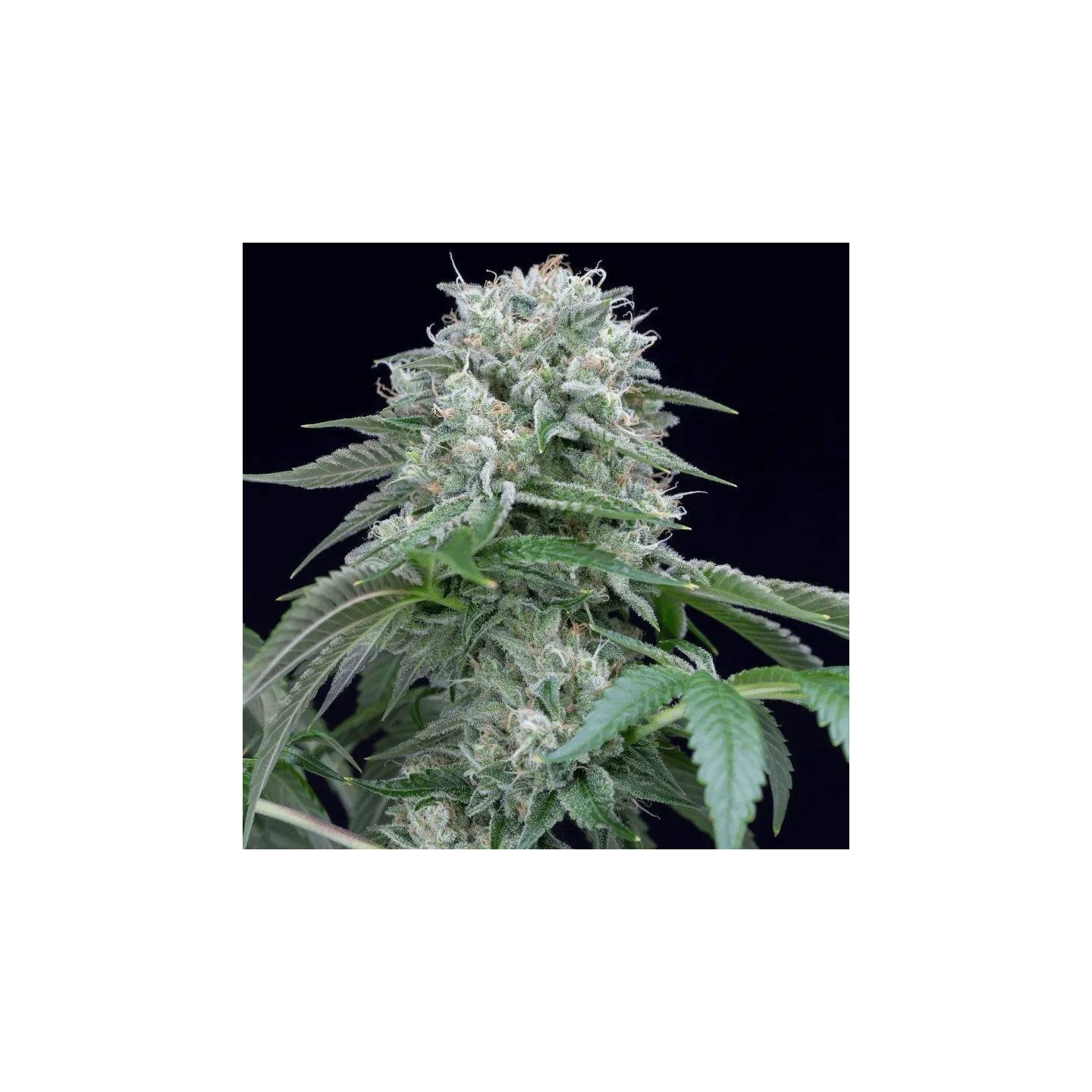 Starfire OG