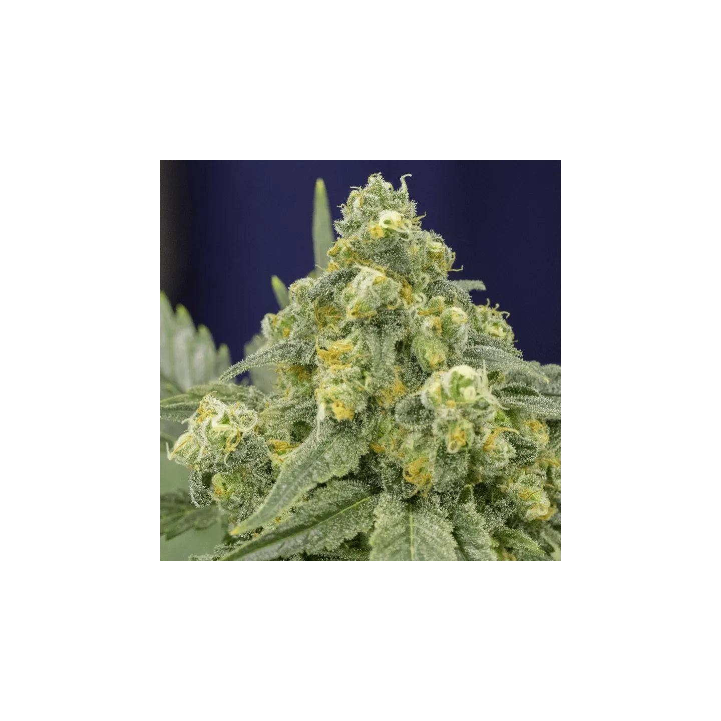 White Widow