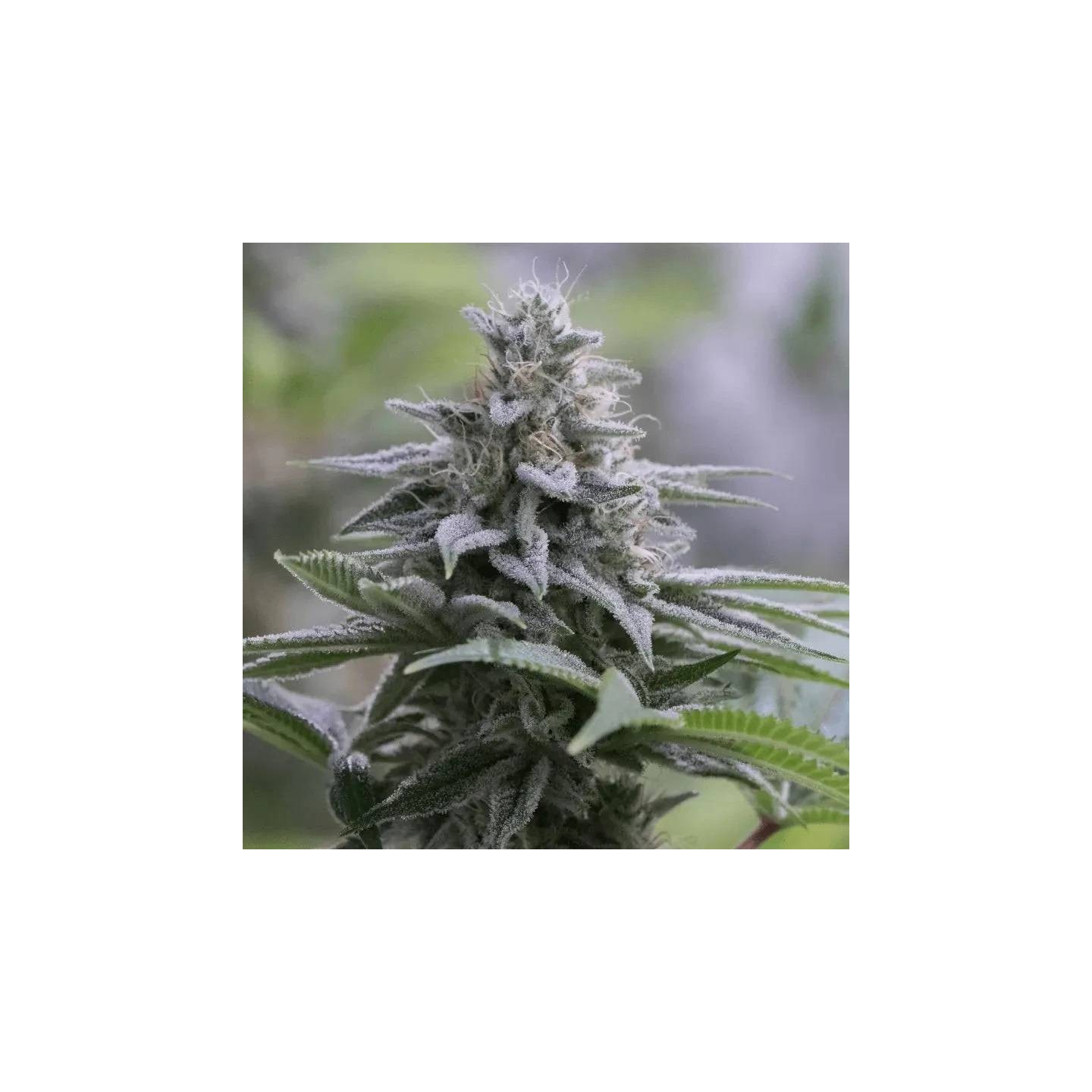 Zkittlez 2.0