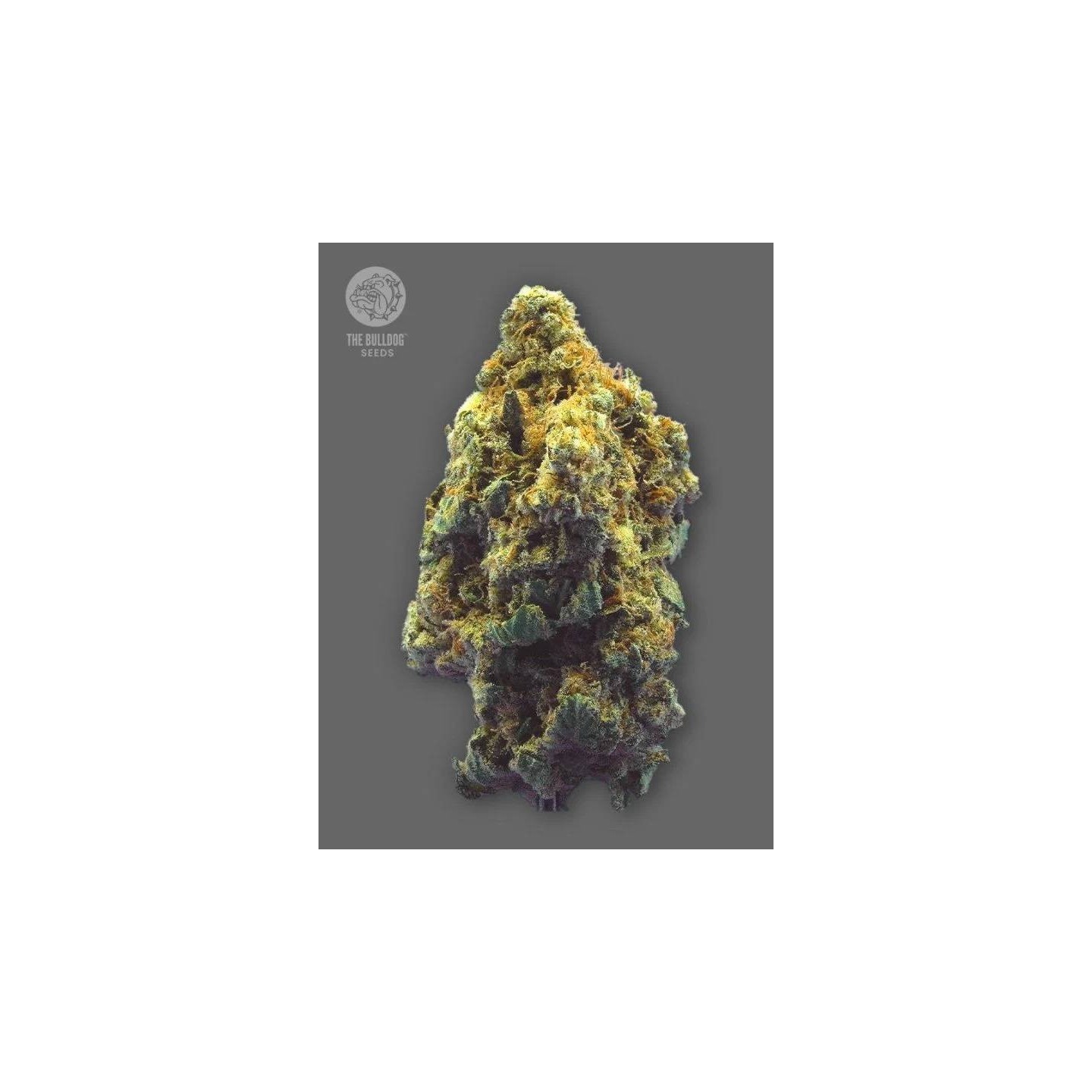 TB Kush