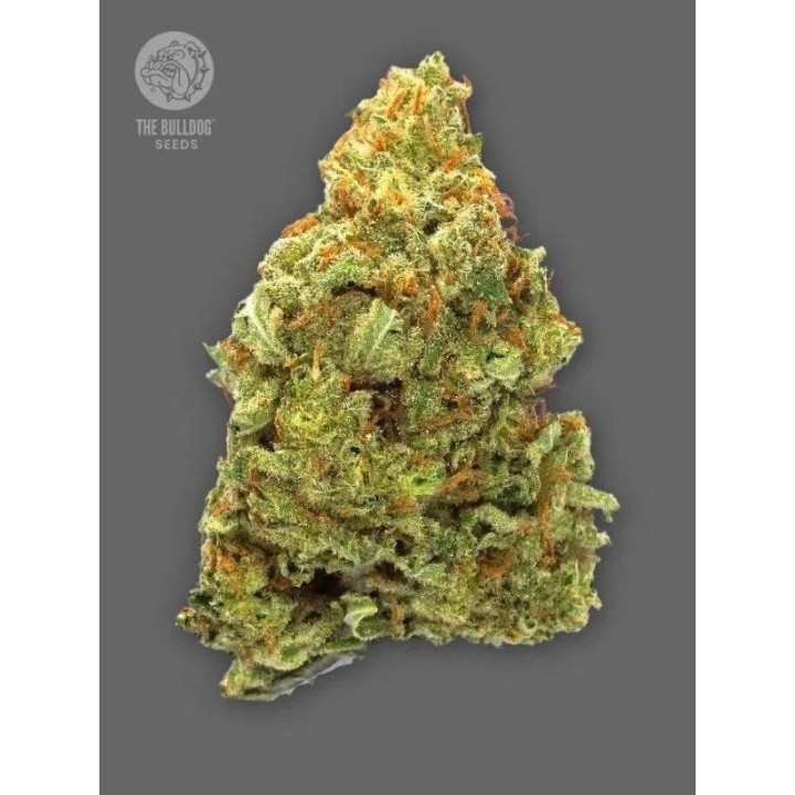 TB Lemon Haze Auto