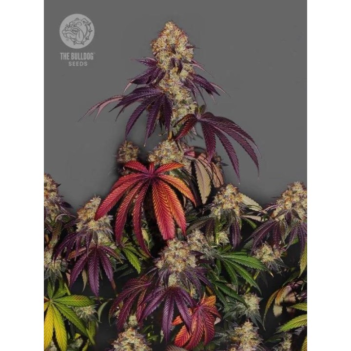 The Bulldog Gelato 17