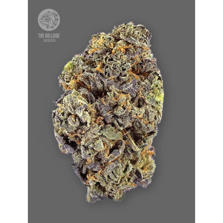TB Gelato Auto
