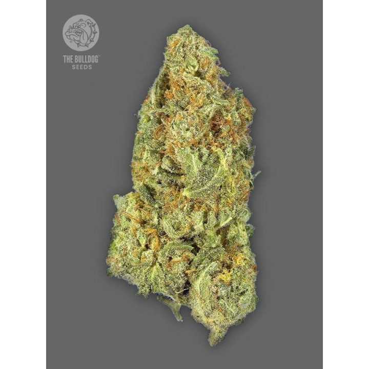 TB Gorilla Auto