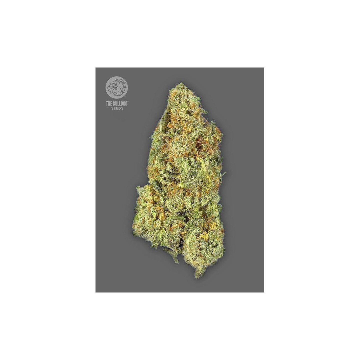 TB Gorilla Auto