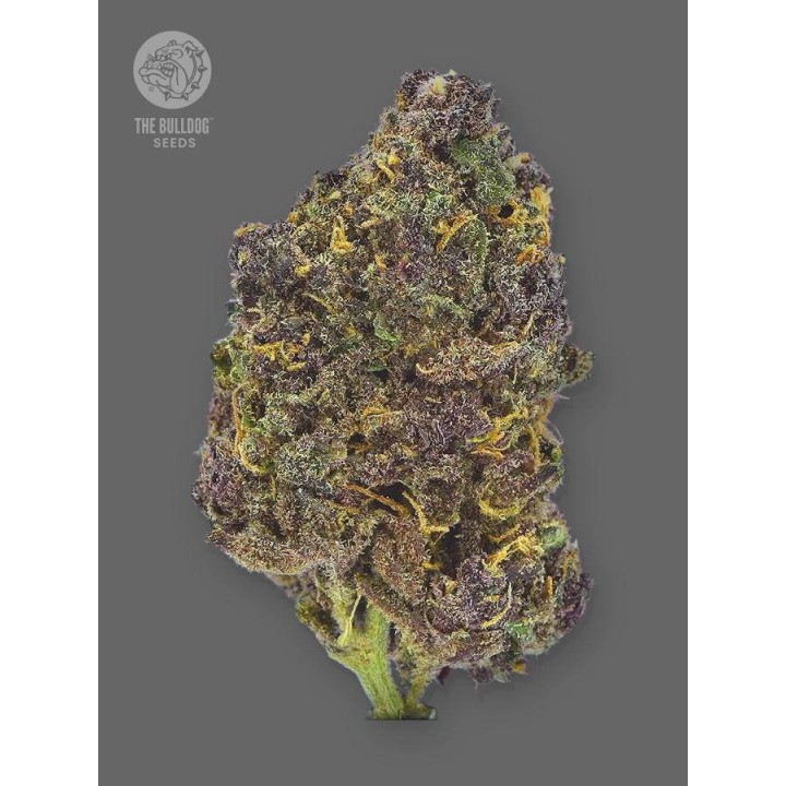 TB Purple CBD Auto