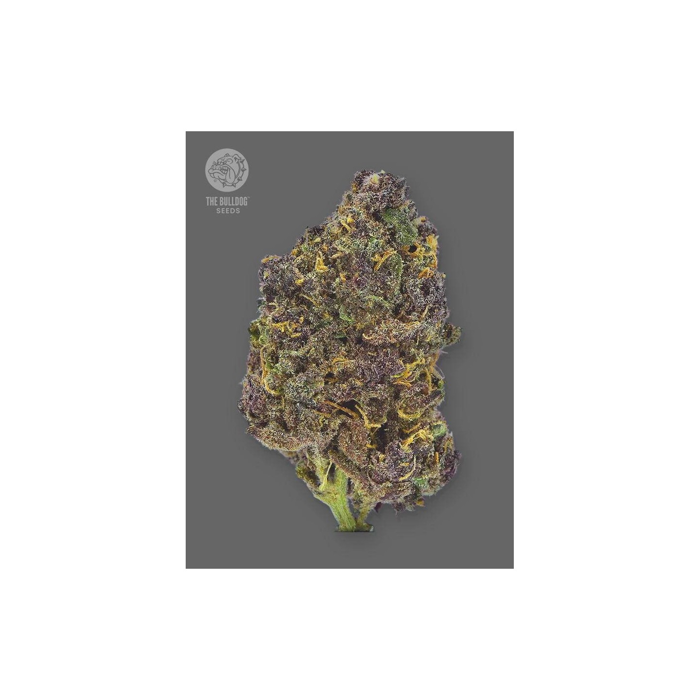TB Purple CBD Auto