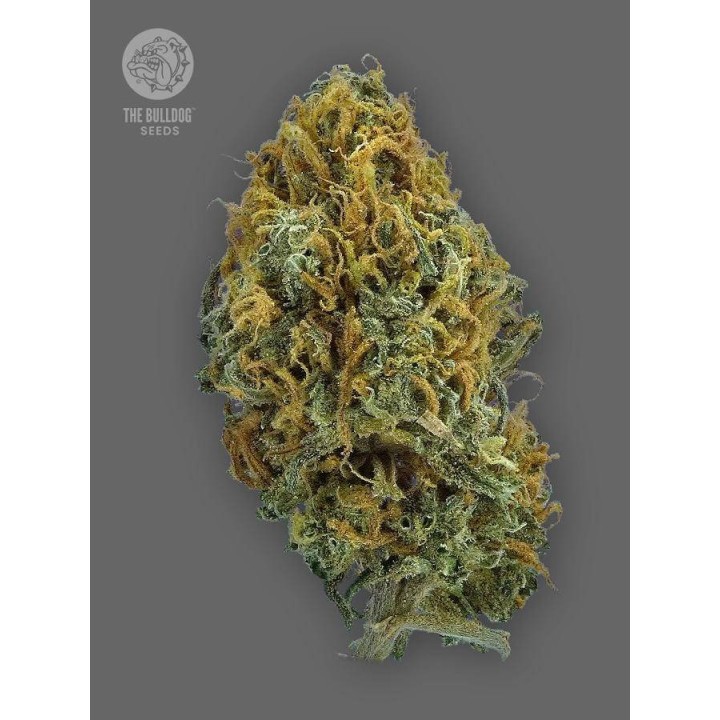 TB Skittlez Auto