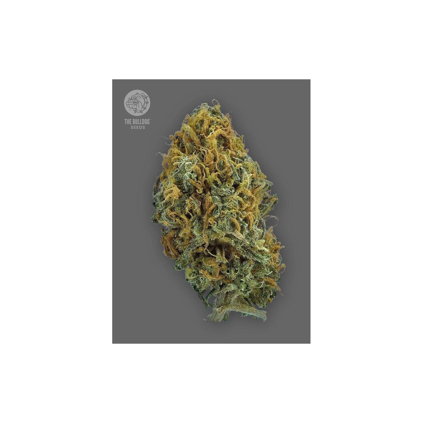 TB Strawberry Haze Auto