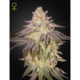 Black Toffee Auto